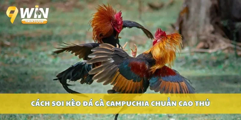 Cách soi kèo đá gà campuchia chuẩn cao thủ