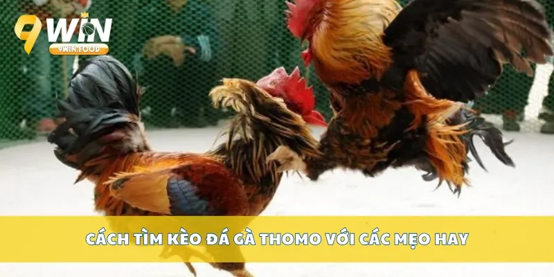 Cách tìm kèo đá gà thomo với các mẹo hay