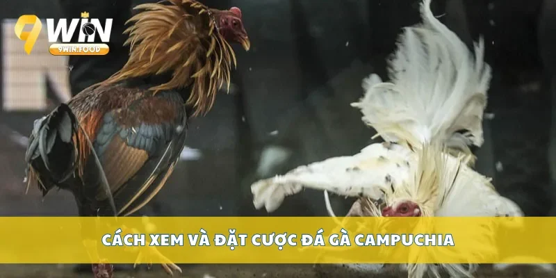 Cách xem và đặt cược đá gà campuchia