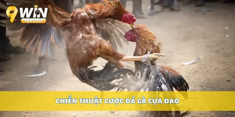 Chiến thuật cược đá gà cựa dao