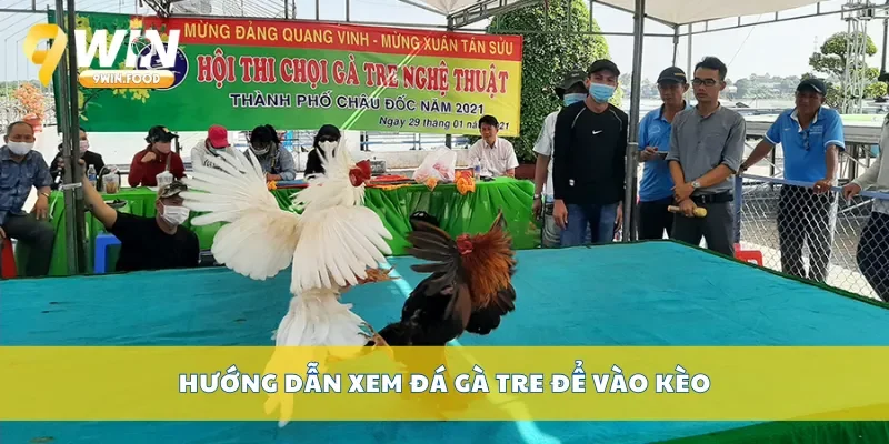 Hướng dẫn xem đá gà tre để vào kèo